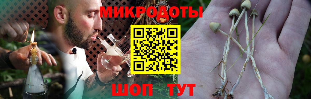 Псилоцибиновые грибы Psilocybe Абакан